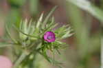 Cutleaf geranium